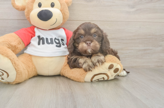 6 week old Cavapoo Puppy For Sale - Premier Pups Friendly Cavapoo Baby