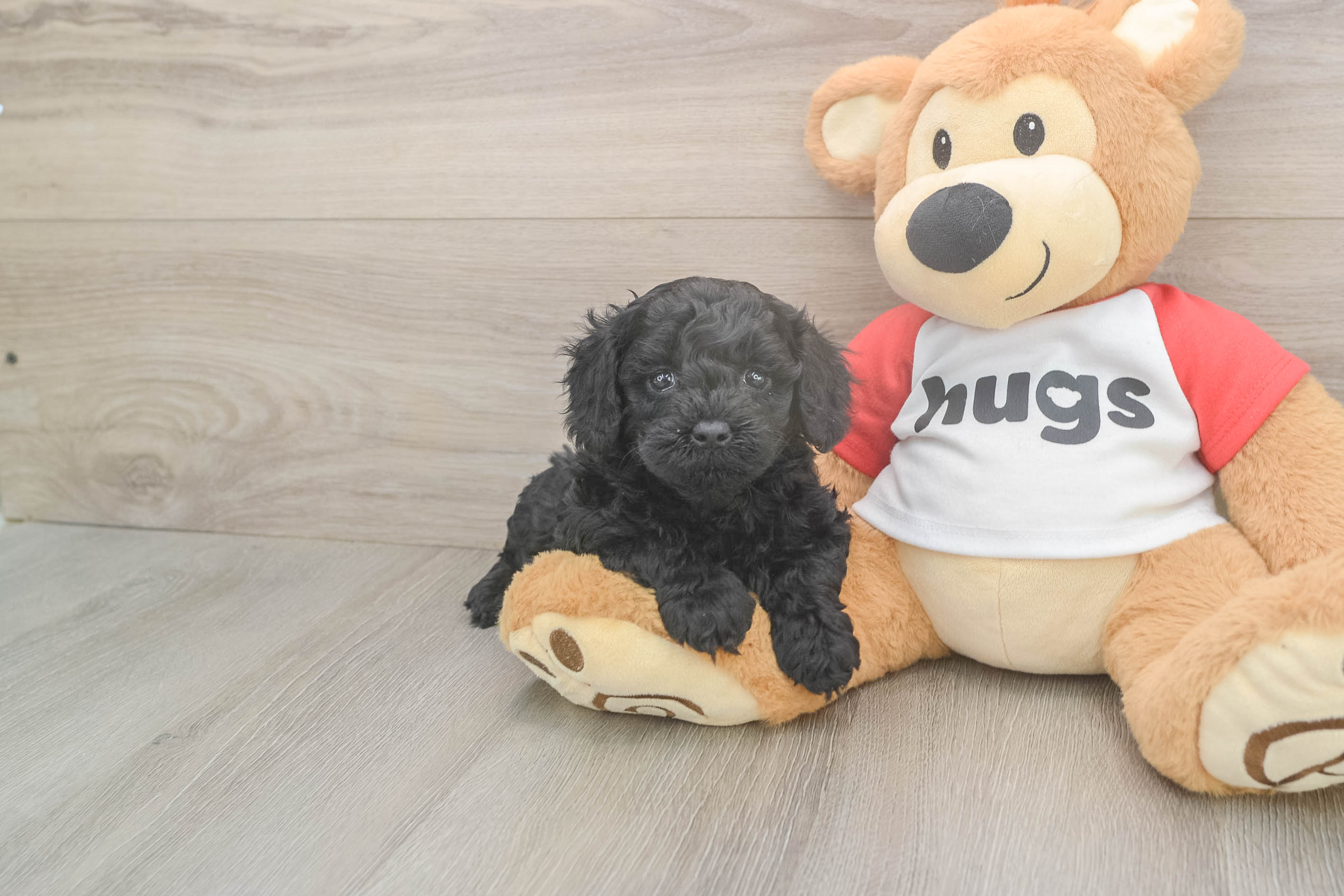 Cavapoo Pup Being Cute