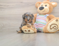 6 week old Cavapoo Puppy For Sale - Premier Pups
