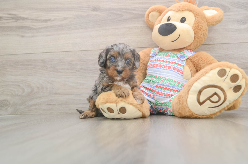 5 week old Cavapoo Puppy For Sale - Premier Pups