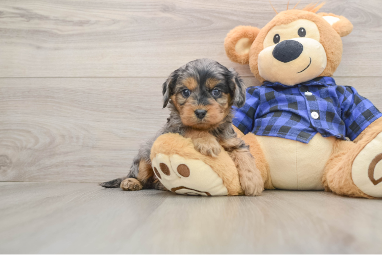 Little Cavipoo Poodle Mix Puppy