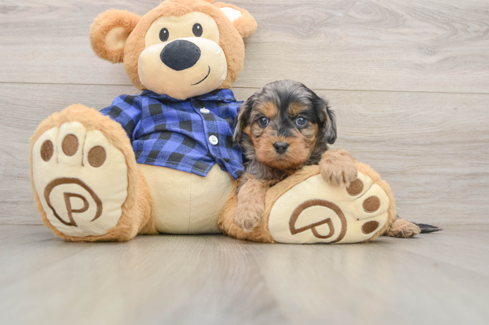 Cavapoo Pup Being Cute
