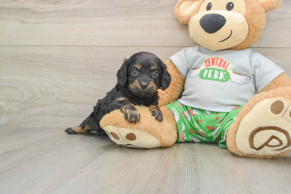 Cute Cavapoo Baby