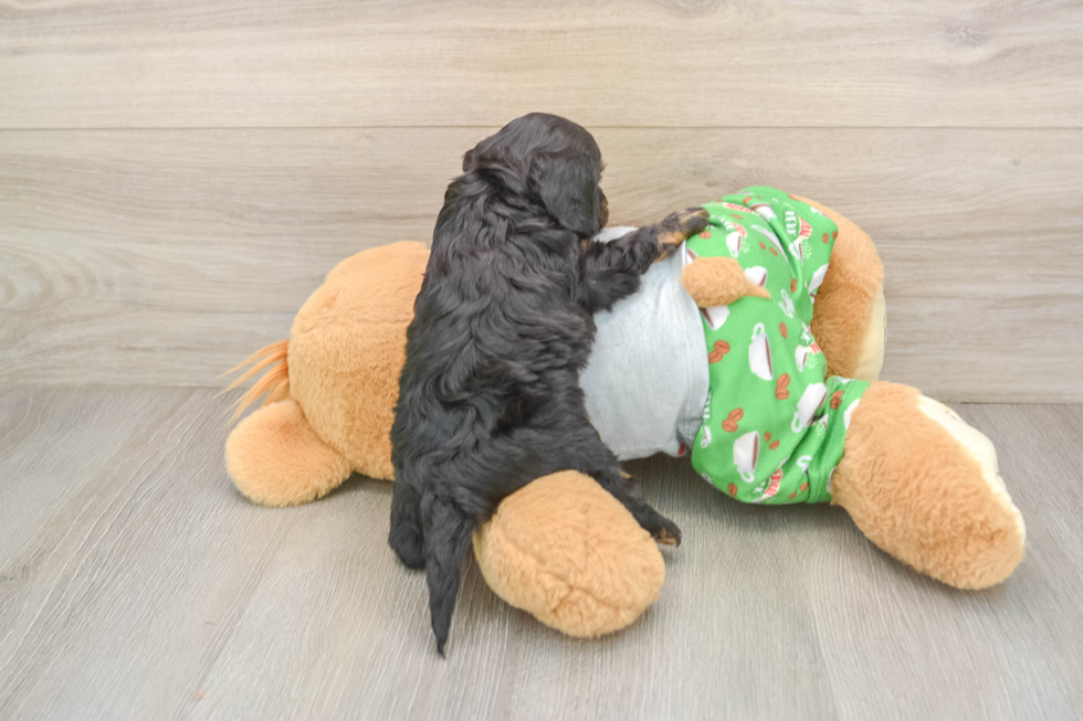 Adorable Cavalier King Charles Spaniel and Poodle Mix Poodle Mix Puppy