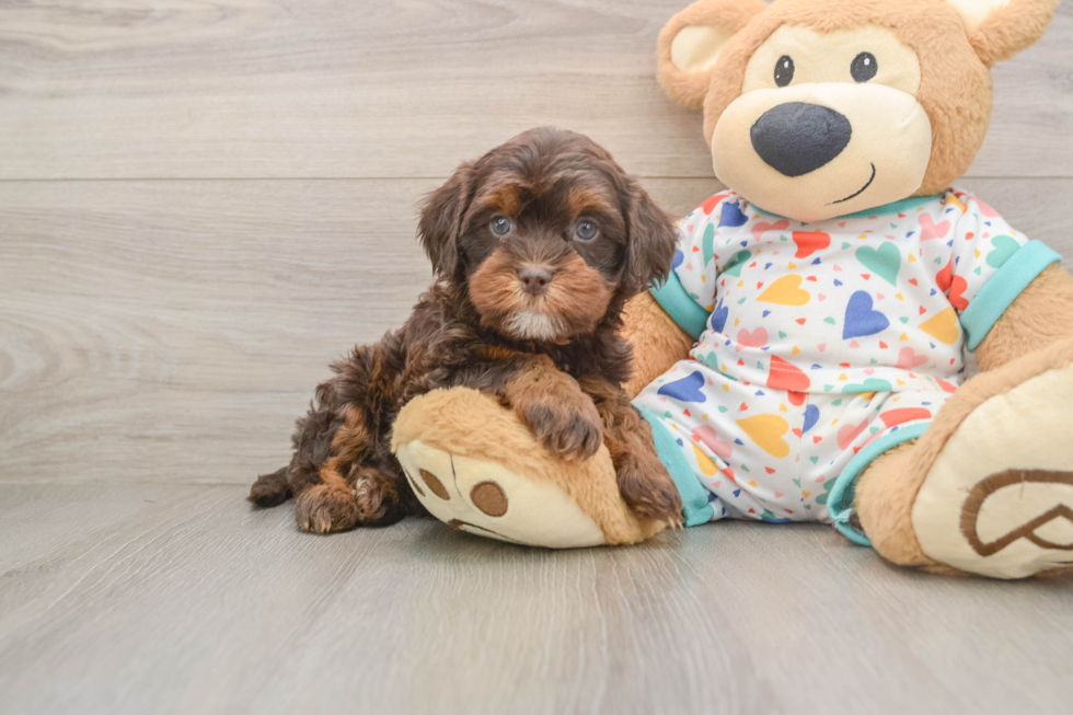Cavapoo Puppy for Adoption