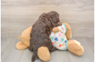 Best Cavapoo Baby