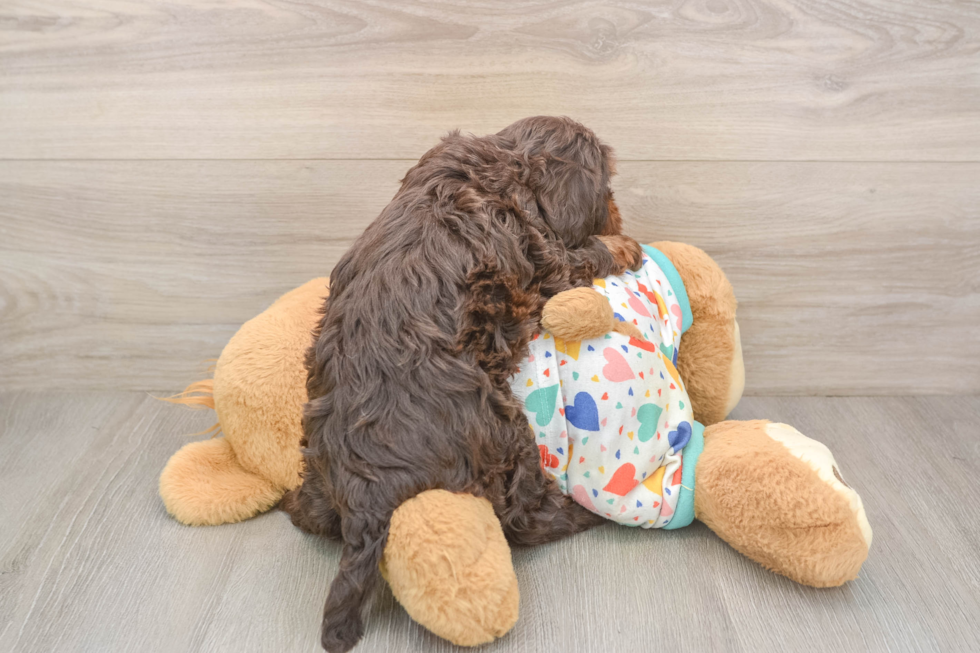 Best Cavapoo Baby