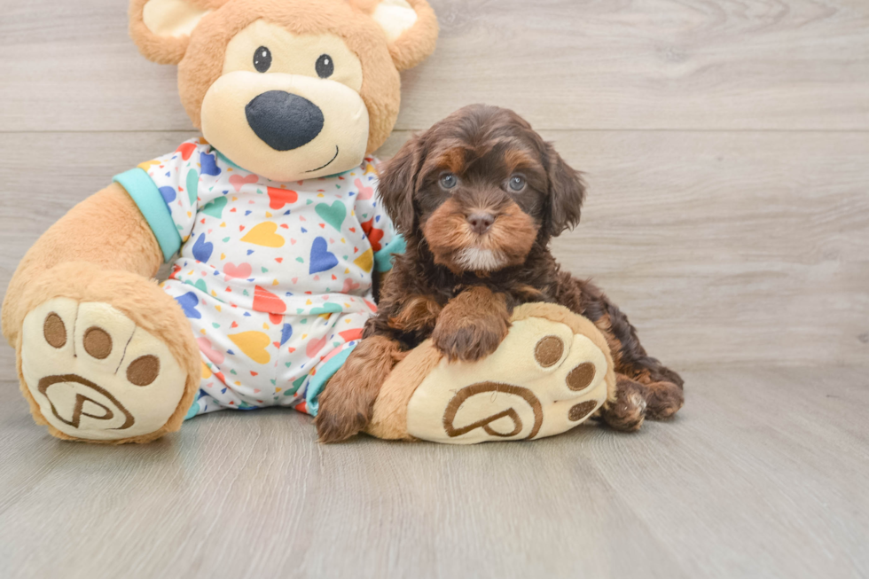 Energetic Cavoodle Poodle Mix Puppy