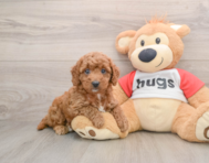 8 week old Cavapoo Puppy For Sale - Premier Pups