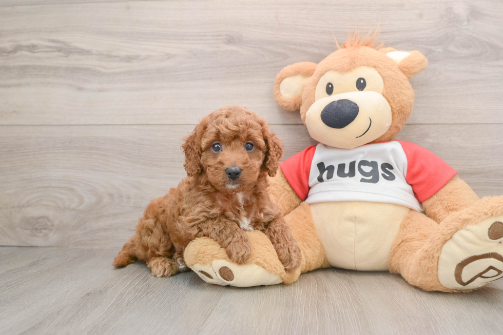 Happy Cavapoo Baby