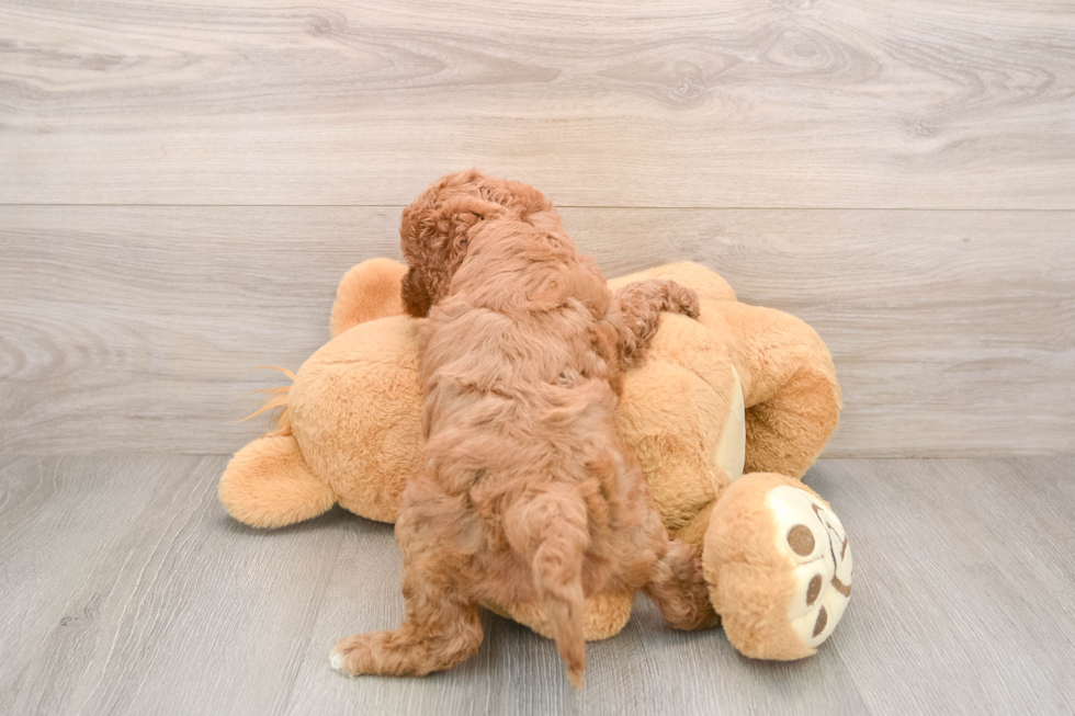 Fluffy Cavapoo Poodle Mix Pup