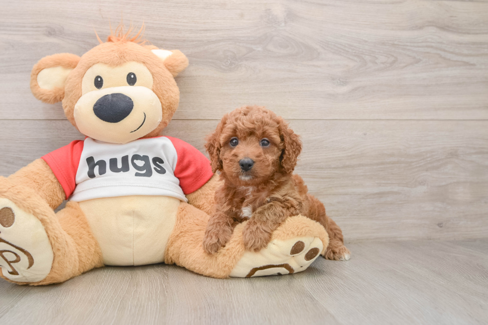 Cavapoo Pup Being Cute