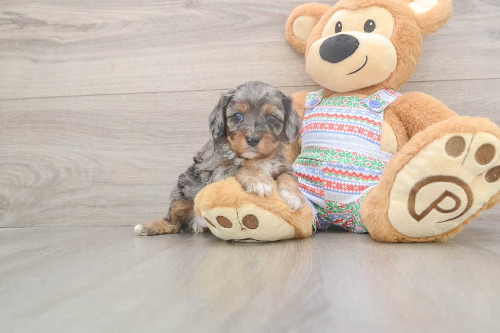 Cavapoo Puppy for Adoption