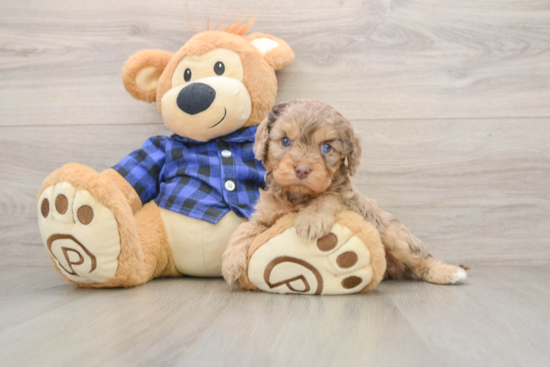 Cavapoo Pup Being Cute