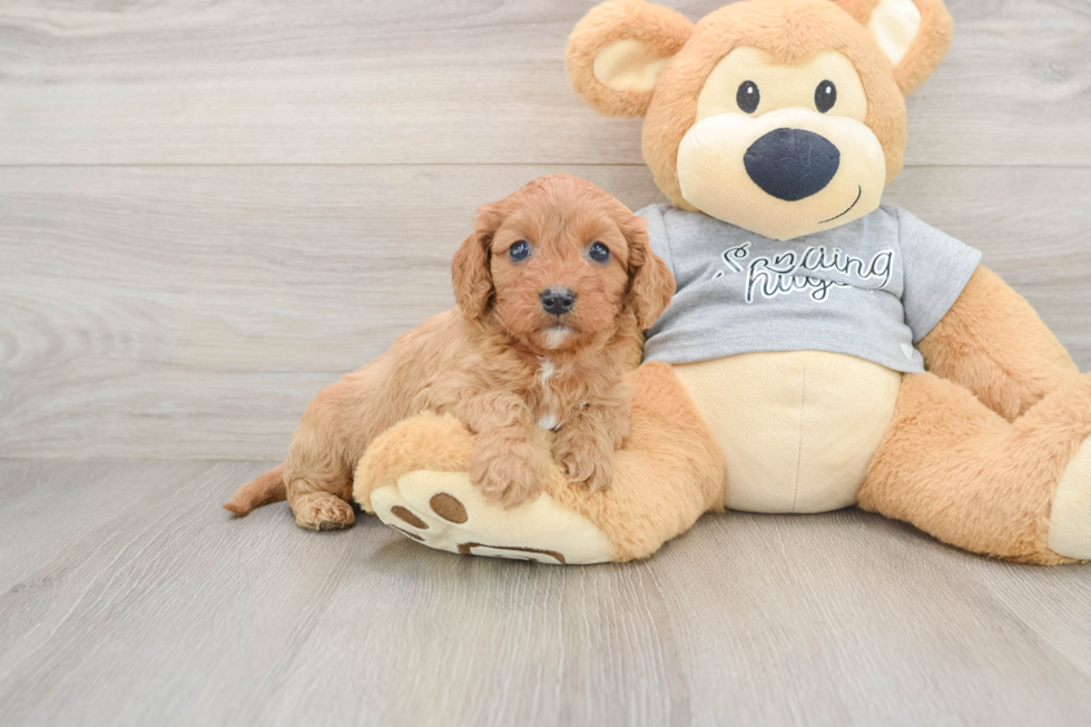 Happy Cavapoo Baby