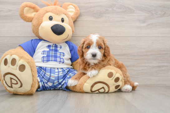 Funny Cavapoo Poodle Mix Pup