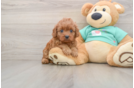 Petite Cavapoo Poodle Mix Pup