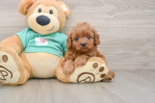 Cavapoo Pup Being Cute
