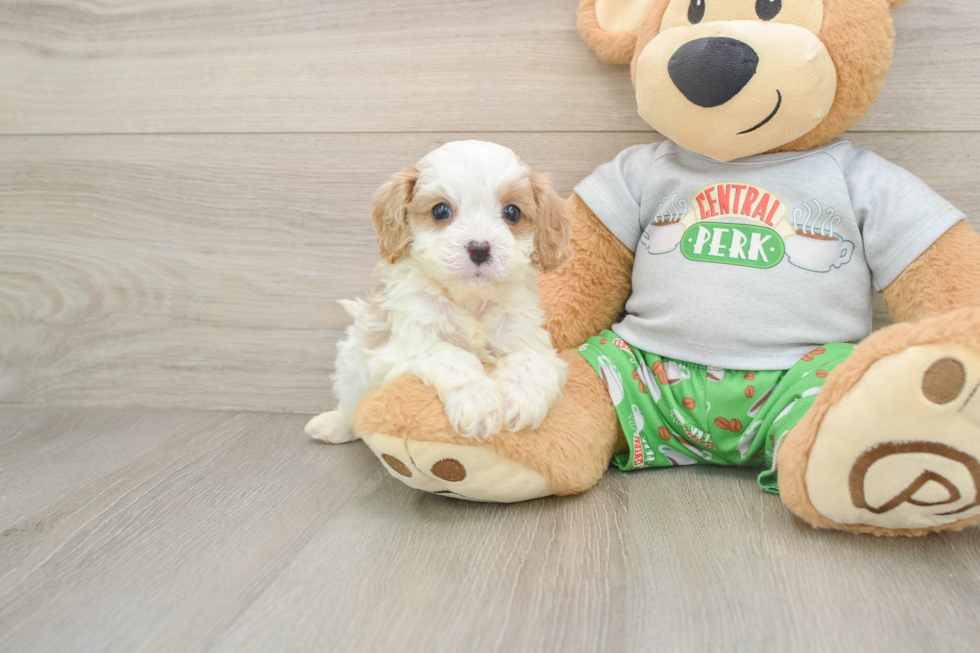 Cavapoo Pup Being Cute