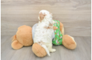 Cavapoo Puppy for Adoption