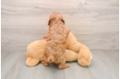 Cavapoo Pup Being Cute