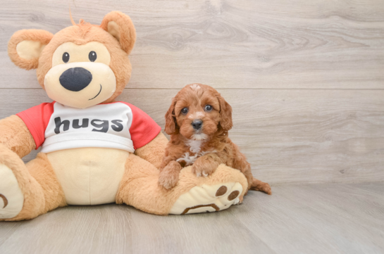 Smart Cavapoo Poodle Mix Pup