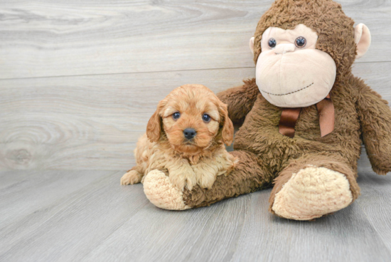 Happy Cavapoo Baby