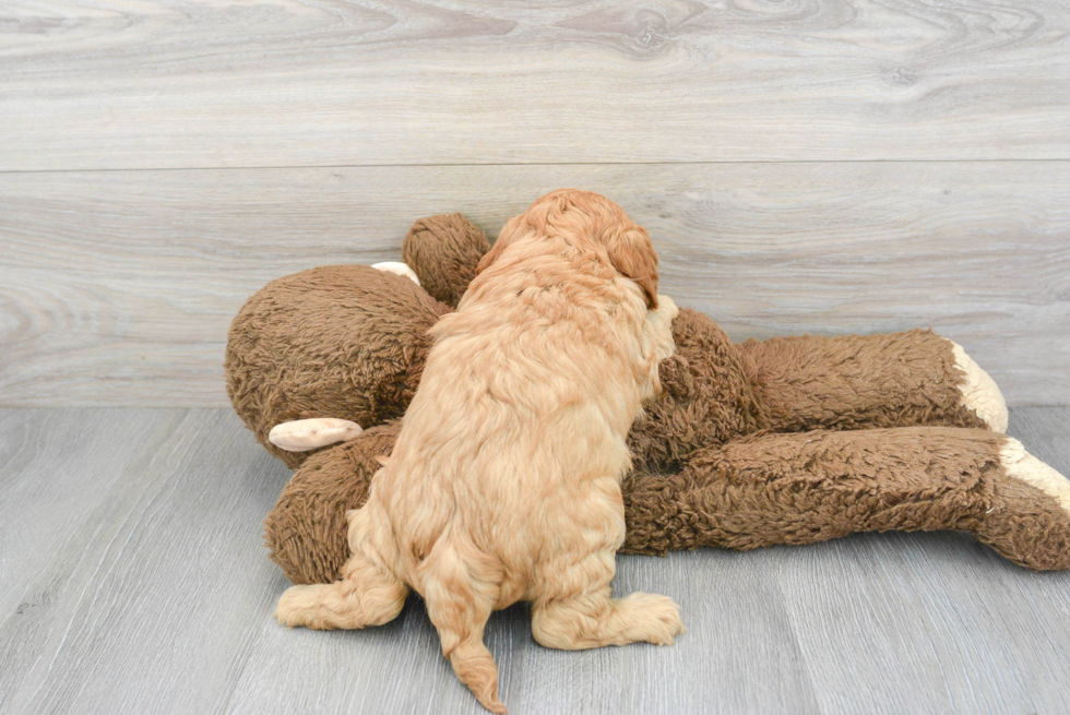 Smart Cavapoo Poodle Mix Pup