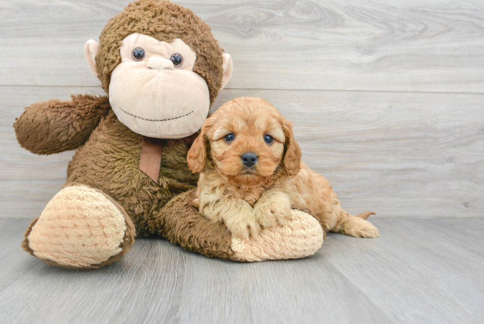 Best Cavapoo Baby