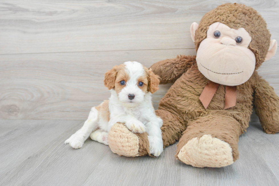 Hypoallergenic Cavoodle Poodle Mix Puppy