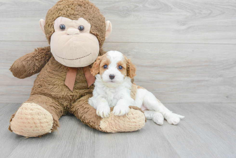 Cavapoo Pup Being Cute