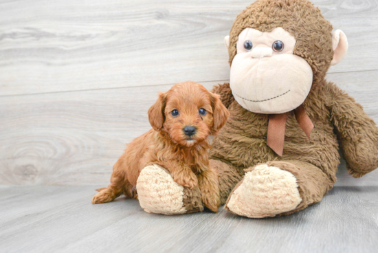 Playful Cavoodle Poodle Mix Puppy