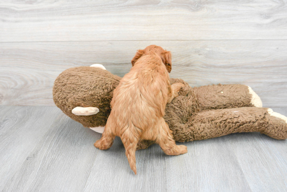 Cavapoo Pup Being Cute