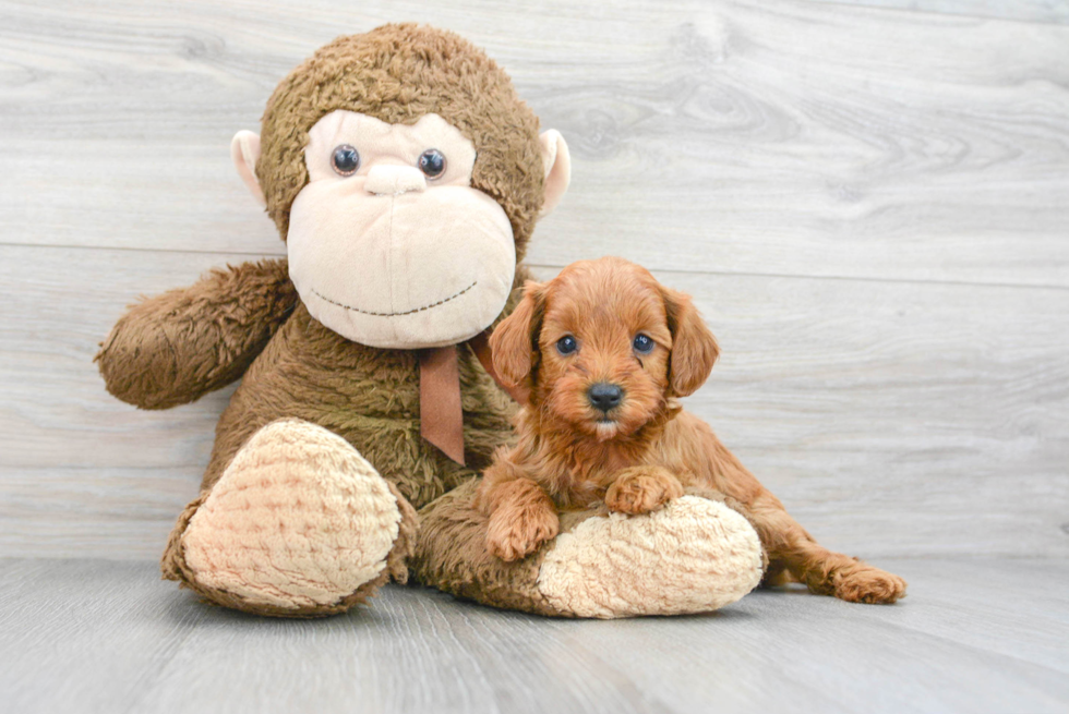 Best Cavapoo Baby