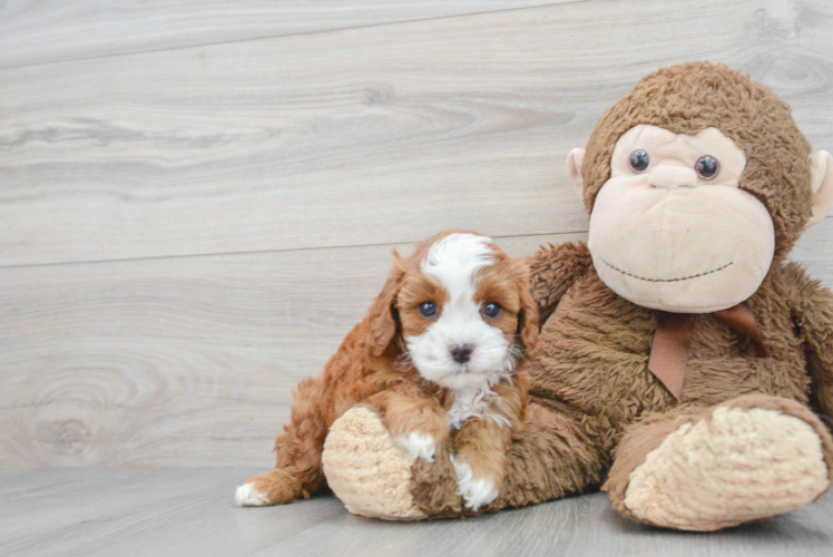 Friendly Cavapoo Baby
