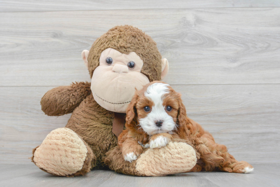 Sweet Cavapoo Baby