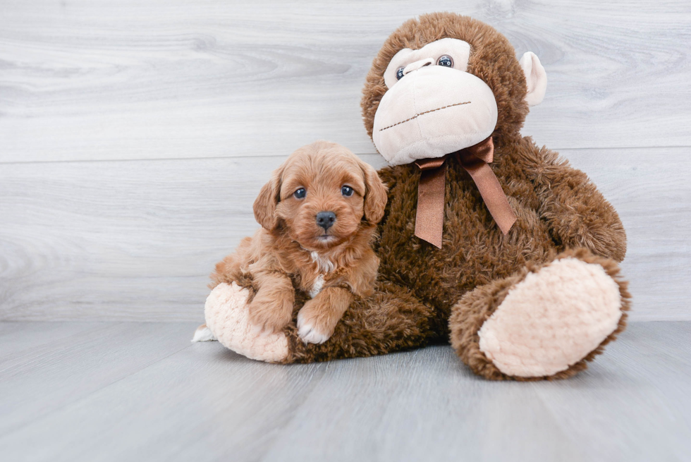 Best Cavapoo Baby