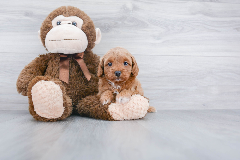 Cute Cavapoo Baby