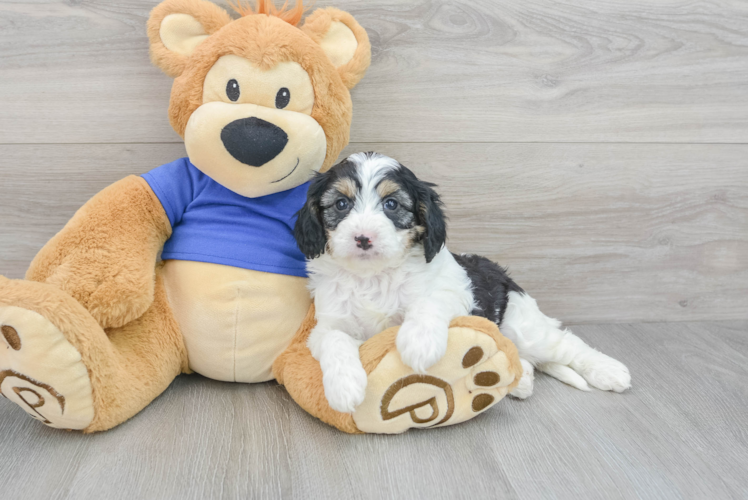 Cavapoo Puppy for Adoption