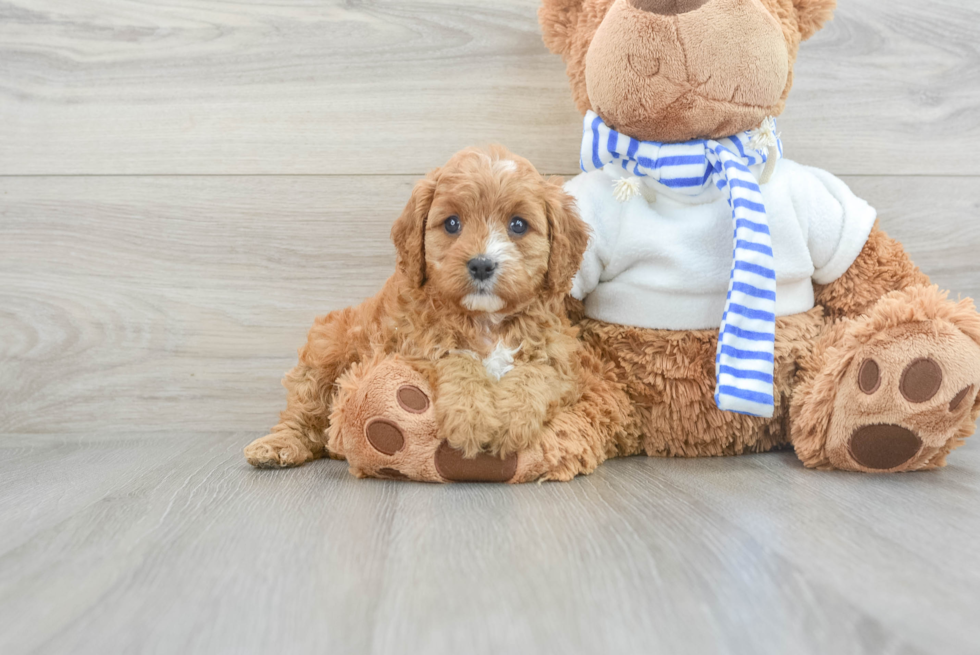 Small Cavapoo Baby