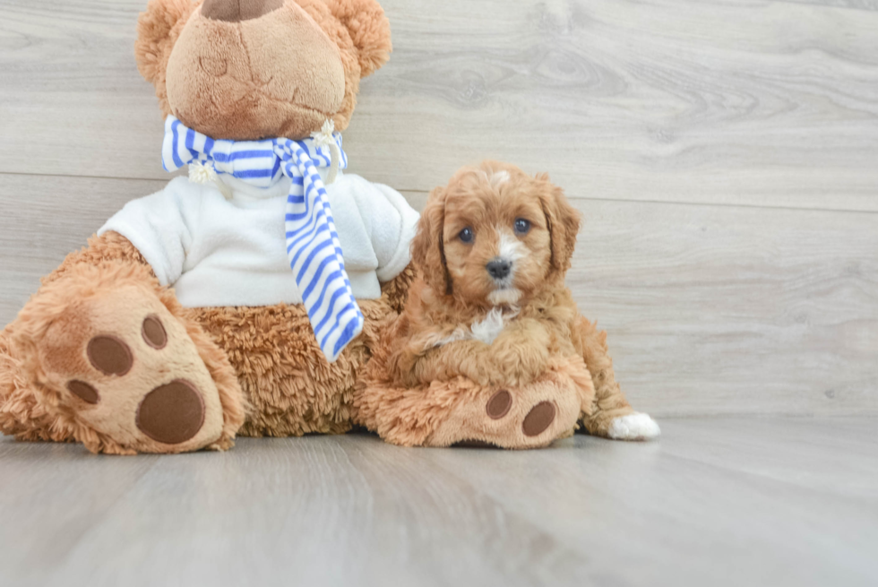 Cavapoo Puppy for Adoption