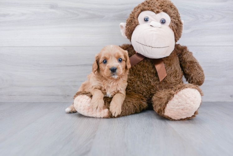 Friendly Cavapoo Baby