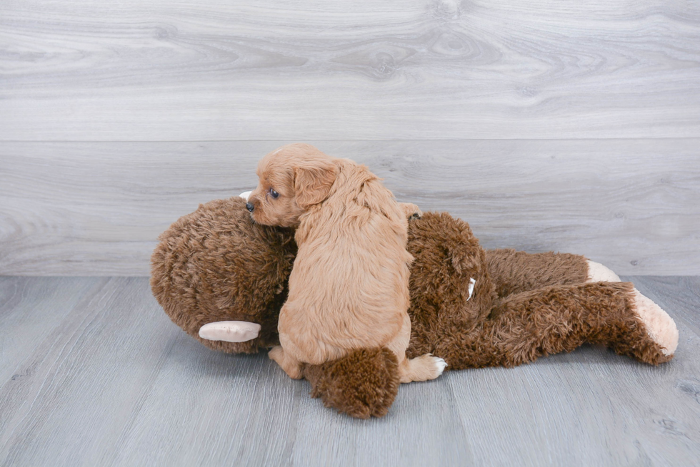 Cavapoo Pup Being Cute