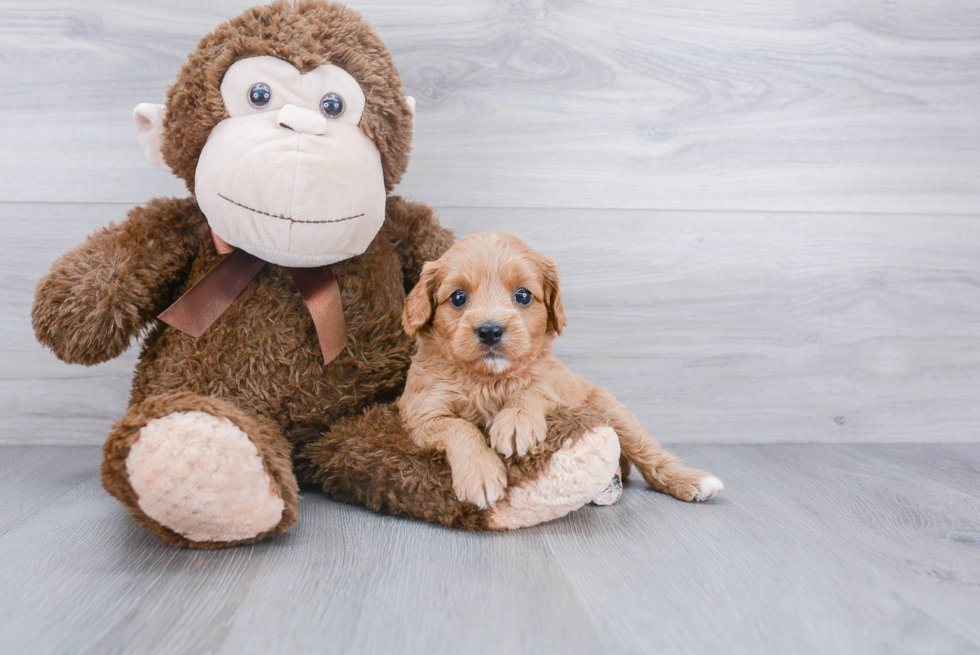 Cavapoo Puppy for Adoption