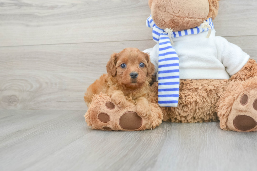 Best Cavapoo Baby