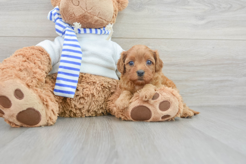 Cavapoo Pup Being Cute