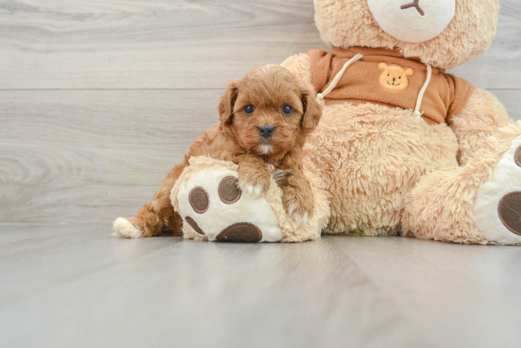 Sweet Cavapoo Baby