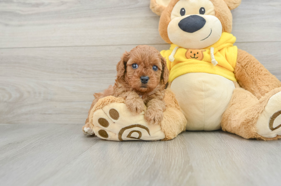 5 week old Cavapoo Puppy For Sale - Premier Pups