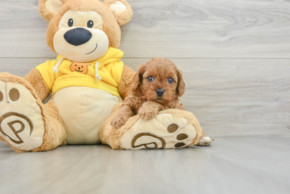 Popular Cavapoo Poodle Mix Pup