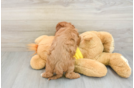 Cavapoo Puppy for Adoption